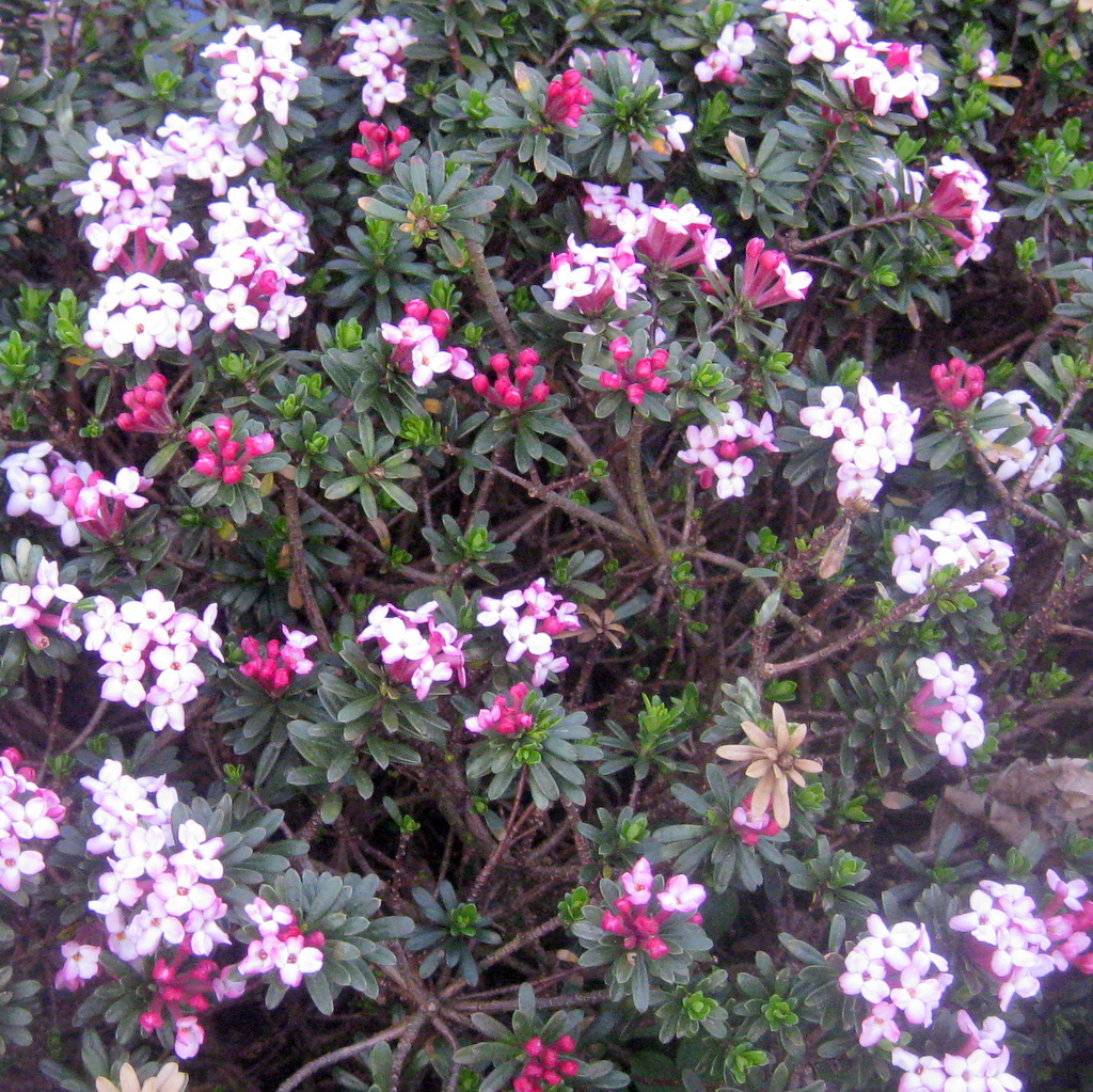 Daphne x hendersonii 'Fritz Kummert' - Click Image to Close